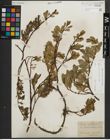 Foto von Salix kitaibeliana Willd.